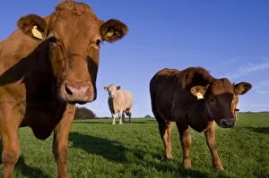 Images Dated 24th September 2009: Close-up of cattle, north Exmoor, Devon, England, United Kingdom, Europe