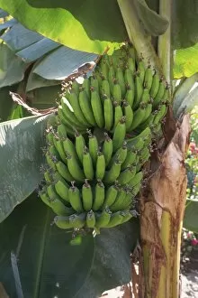 Banana Gallery: Close-up of hands of green banana fruit growing on banana plant