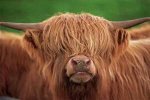 Horn Gallery: Close-up of the head of a shaggy Highland cow with horns