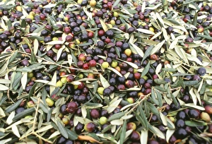 Close-up of olives harvested at Frantoio Galantino Close-up of olives harvested at Frantoio Galantino