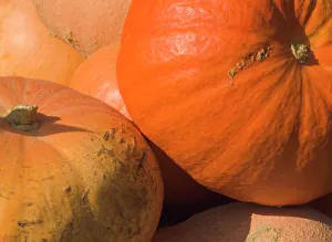 Close-up Print of Pumpkins