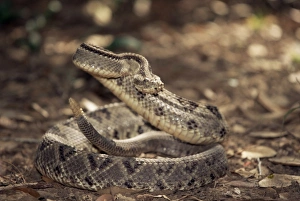 Close-up of a rattlesnake, Belize, Central America Close-up of a rattlesnake, Belize, Central America