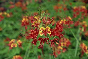 Close-up of red flowers on Pulau Manukan an island Close-up of red flowers on Pulau Manukan an island