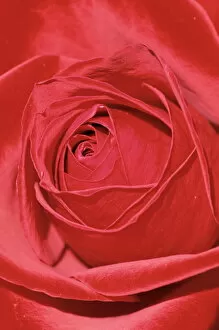 Fragile Gallery: Close-up of a red rose (Rosa)