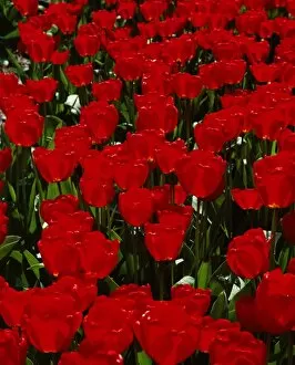 Fragile Gallery: Close-up of red tulips in flower