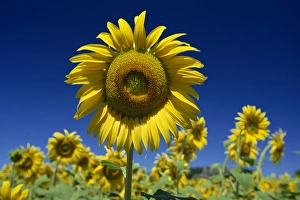 Related Images Gallery: Close-up of sunflower in a field of flowers in Tuscany
