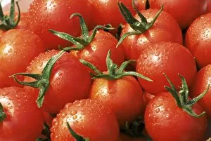 Close-up of tomatoes, England, United Kingdom, Europe