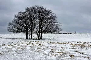Images Dated 25th March 2013: Clump of winter trees, Cleeve Hill, near Cheltenham, Gloucestershire, England, United Kingdom
