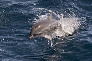 Clymene dolphin (Stenella clymene) porpoising towards the photographer Clymene dolphin (Stenella clymene) porpoising towards the photographer