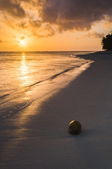 Coconut on a tropical beach at sunset, Rarotonga Island, Cook Islands, South Pacific Coconut on a tropical beach at sunset, Rarotonga Island, Cook Islands, South Pacific
