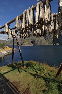 Framed Print : Cod drying Print, Nusfjord, Norway Framed Print : Cod drying Print, Nusfjord, Norway