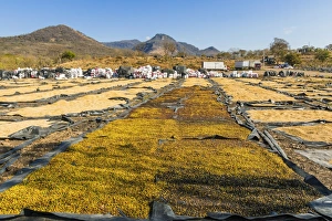Coffee beans drying in the sun in the important growing region around this northern city Coffee beans drying in the sun in the important growing region around this northern city