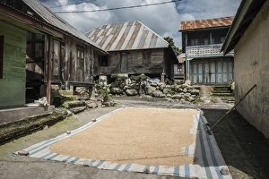 Coffee beans drying in the sun in a village in the foothills of Sinabung Volcano Coffee beans drying in the sun in a village in the foothills of Sinabung Volcano