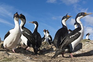 A colony of Imperial shags (Leucocarbo atriceps), Falkland Islands, South America A colony of Imperial shags (Leucocarbo atriceps), Falkland Islands, South America