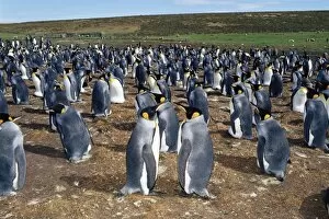 Falkland Islands Gallery: Colony of king penguins (Aptenodytes patagonicus), Volunteer Point, East Falkland