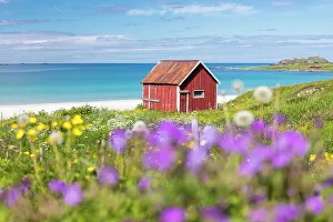 Colorful flowers on green meadows frame the typical rorbu surrounded by turquoise sea Colorful flowers on green meadows frame the typical rorbu surrounded by turquoise sea