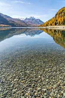 Colorful larch trees mirrored in Lake Silvaplana in autumn, St Colorful larch trees mirrored in Lake Silvaplana in autumn, St