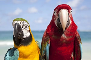 Colourful parrots, Punta Cana, Dominican Republic, West Indies, Caribbean, Central America Colourful parrots, Punta Cana, Dominican Republic, West Indies, Caribbean, Central America