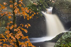 Common beech (Fagus sylvatica) tree and waterfall, Padley Gorge, Peak District, Derbyshire Common beech (Fagus sylvatica) tree and waterfall, Padley Gorge, Peak District, Derbyshire