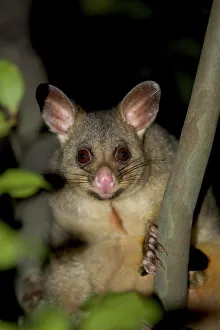 Common brushtail possum (Trichosurus vulpecula), Pebbly Beach, Marramarang National Park Common brushtail possum (Trichosurus vulpecula), Pebbly Beach, Marramarang National Park