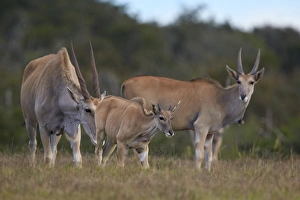 Common eland (Taurotragus oryx) adult and young, Addo Elephant National Park, South Africa Common eland (Taurotragus oryx) adult and young, Addo Elephant National Park, South Africa