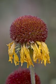 Brown Eyed Susan Gallery: Common gaillardia (great blanketflower) (blanketflower) (brown-eyed Susan)