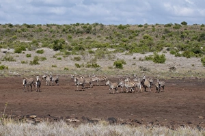 Common and Grevys Zebras (Equus quagga) (Equus grevyi), Loisaba Wilderness Conservancy Common and Grevys Zebras (Equus quagga) (Equus grevyi), Loisaba Wilderness Conservancy