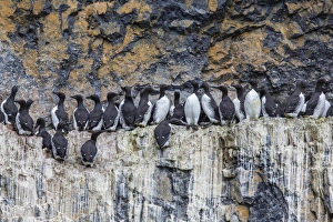 Common guillemot (Uria aalge) nesting on Bear Island, Svalbard, Norway, Scandinavia, Europe Common guillemot (Uria aalge) nesting on Bear Island, Svalbard, Norway, Scandinavia, Europe