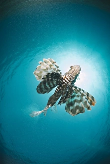 Common lionfish (Pterois miles) from below, back-lit by the sun, Naama Bay, Sharm El Sheikh, Red Sea, Egypt Common lionfish (Pterois miles) from below, back-lit by the sun, Naama Bay, Sharm El Sheikh, Red Sea, Egypt