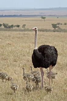 Male Animal Gallery: Common ostrich (Struthio camelus) male watching chicks, Masai Mara National Reserve
