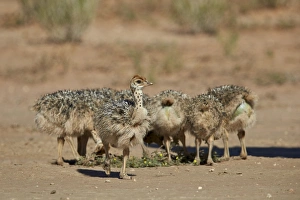 Common ostrich (Struthio camelus) chicks, Kgalagadi Transfrontier Park encompassing Common ostrich (Struthio camelus) chicks, Kgalagadi Transfrontier Park encompassing