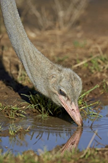 Common ostrich (Struthio camelus) drinking, Kgalagadi Transfrontier Park encompassing Common ostrich (Struthio camelus) drinking, Kgalagadi Transfrontier Park encompassing