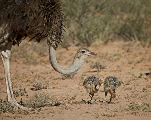 Common ostrich (Struthio camelus) female with two chicks, Kgalagadi Transfrontier Common ostrich (Struthio camelus) female with two chicks, Kgalagadi Transfrontier
