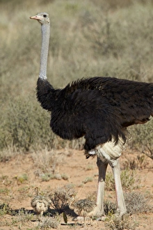 Common ostrich (Struthio camelus) male with two chicks, Kgalagadi Transfrontier Park Common ostrich (Struthio camelus) male with two chicks, Kgalagadi Transfrontier Park