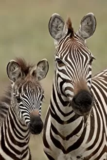 Serengeti National Park Collection: Common zebra or Burchells zebra (Equus burchelli) mother and calf