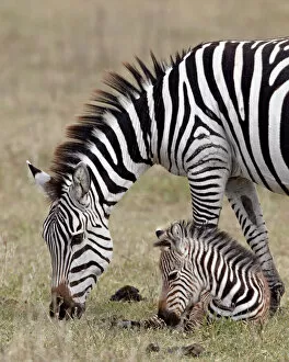 Images Dated 8th February 2011: Common zebra (Burchells zebra) (Equus burchelli) mare and colt, Ngorongoro Crater