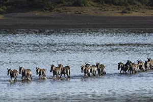 Common zebras (Equus quagga) crossing Lake Ndutu, Serengeti, UNESCO World Heritage Site Common zebras (Equus quagga) crossing Lake Ndutu, Serengeti, UNESCO World Heritage Site
