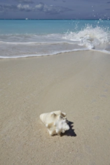 A conch shell on the shore in Grace Bay, Providenciales, Turks and Caicos in the Caribbean A conch shell on the shore in Grace Bay, Providenciales, Turks and Caicos in the Caribbean