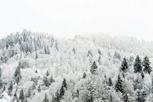 Images Dated 19th December 2006: Conifer trees in the Austrian Alps dusted with snow, Austria, Europe