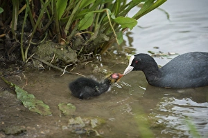 Coot (Fulica), young chick feeding, Gloucestershire, England, United Kingdom, Europe Coot (Fulica), young chick feeding, Gloucestershire, England, United Kingdom, Europe
