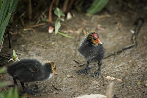 Coot (Fulica) young chicks, Gloucestershire, England, United Kingdom, Europe Coot (Fulica) young chicks, Gloucestershire, England, United Kingdom, Europe
