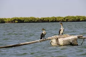 Cormorants, Sine Saloum delta, Senegal, West Africa, Africa