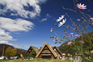 Cosmos flowers at the UNESCO World Heritage Site of Gassho Zukkuri Cosmos flowers at the UNESCO World Heritage Site of Gassho Zukkuri