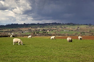 Cotswold landscape with sheep, Chipping Campden, Cotswolds, Gloucestershire, England Cotswold landscape with sheep, Chipping Campden, Cotswolds, Gloucestershire, England