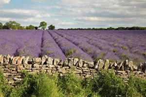 Cotswold Lavender field with Cotswold dry stone wall, Snowshill, Cotswolds Cotswold Lavender field with Cotswold dry stone wall, Snowshill, Cotswolds