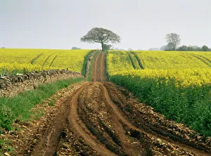 The Cotswolds, near Cirencester, Gloucestershire, England, United Kingdom, Europe The Cotswolds, near Cirencester, Gloucestershire, England, United Kingdom, Europe