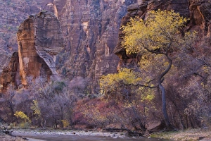 Zion National Park Gallery: Cottonwood by the Virgin River, The Pulpit, Zion National Park in Autumn