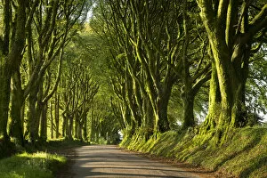 Images Dated 23rd July 2019: Country lane under avenue of trees, Bridestowe, Dartmoor, Devon, England, United Kingdom