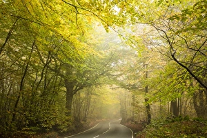 Country road cutting through deciduous autumnal woodland on a misty morning Country road cutting through deciduous autumnal woodland on a misty morning