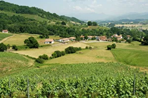 Vine Yard Gallery: Countryside near St. Jean Pied de Port, Basque country, Pyrenees-Atlantiques